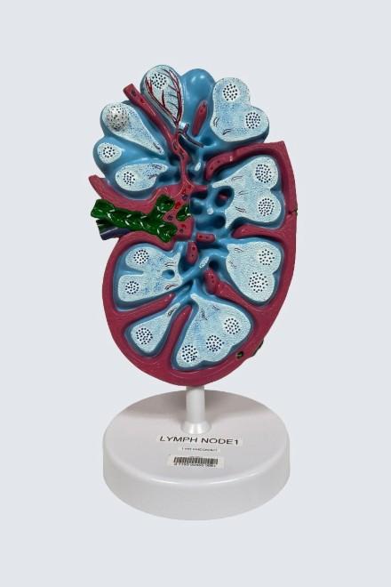 Picture of a lymph node model