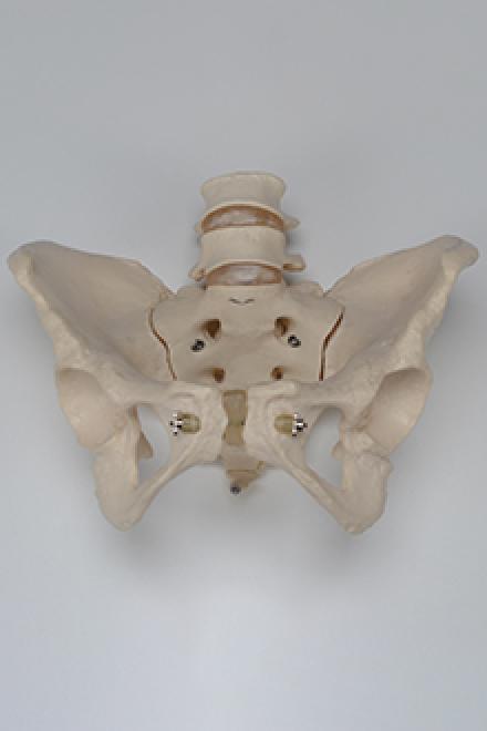 Skeleton - male pelvis