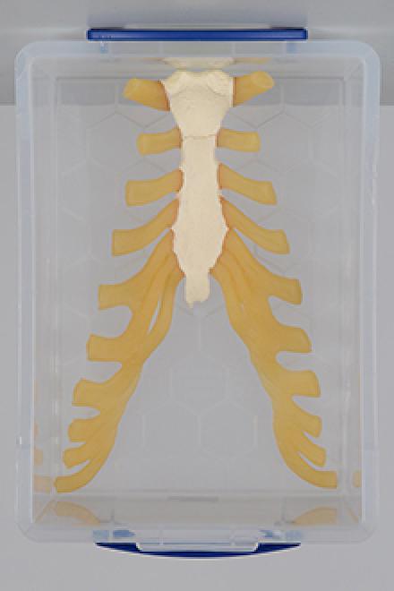 Sternum model