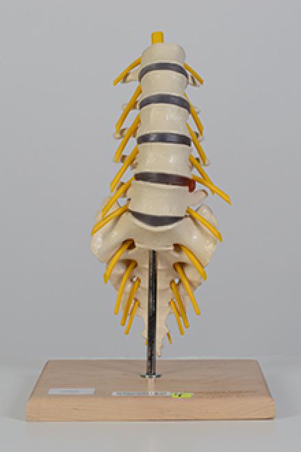 Lumbar model #2