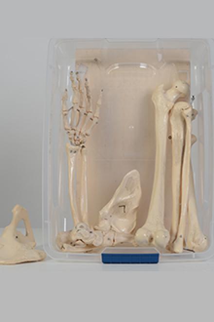 Left extremities model