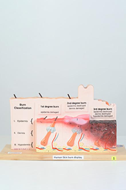 Human skin model #1
