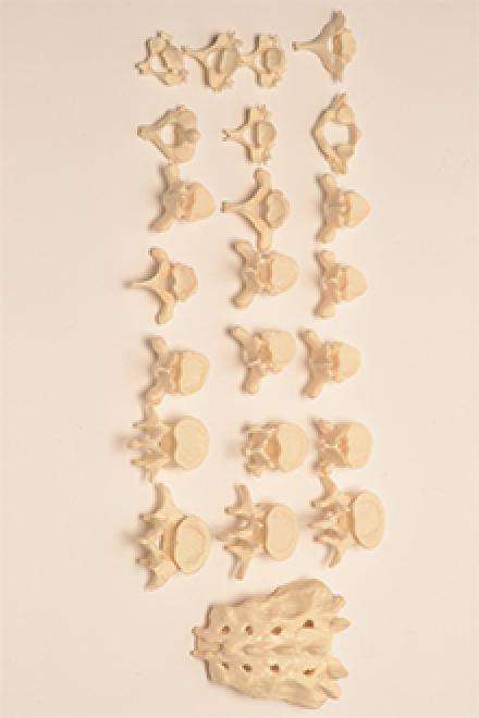 Vertebral column with sacrum and coccyx model