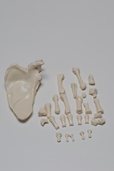 Left scapula with hand model