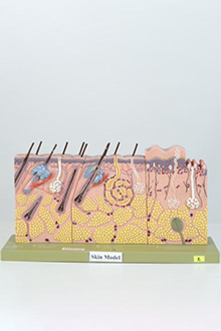 Human skin model #2