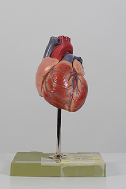 Heart model