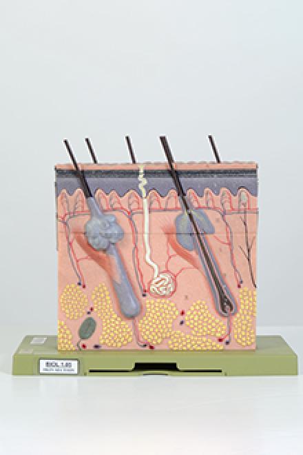 Human skin model #3