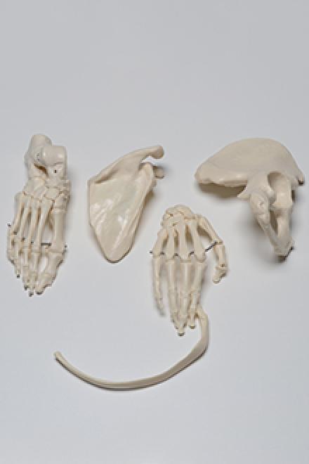 Right Upper Part of the Ilium with Foot, Patela and scapula 