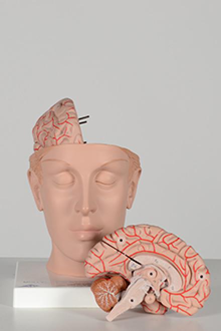 heart and brain model