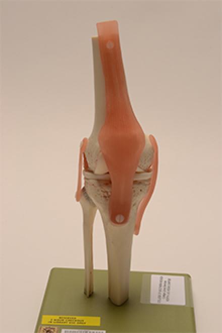 knee joint model