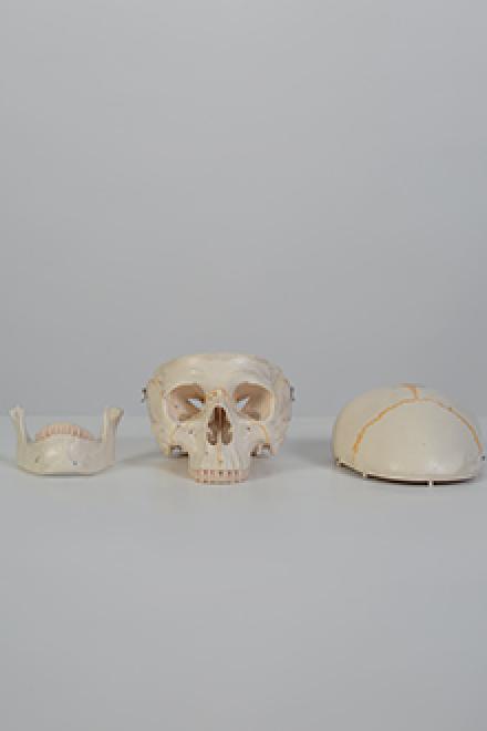 Skull model #2