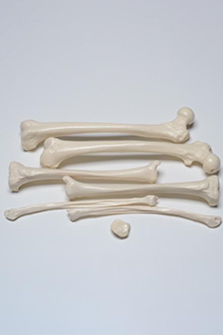 Right thigh and leg and fibula model