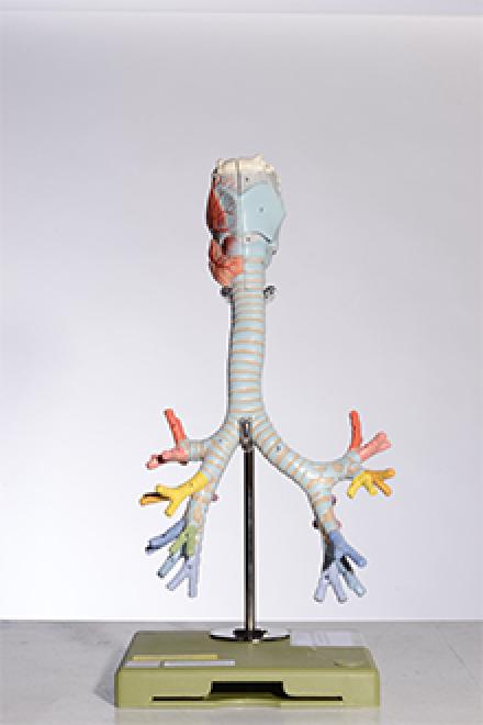 larynx with trachea model
