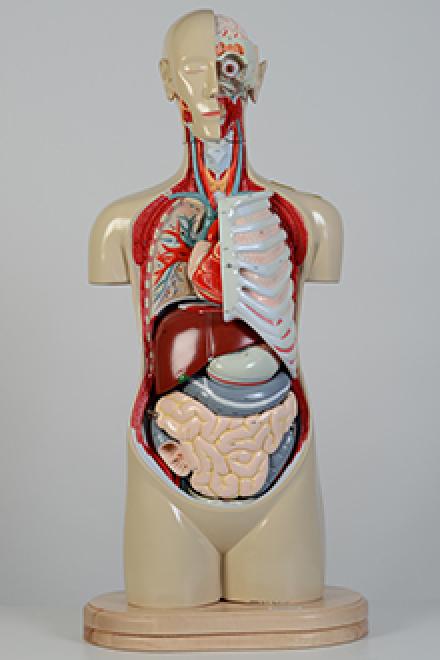 Torso model #1