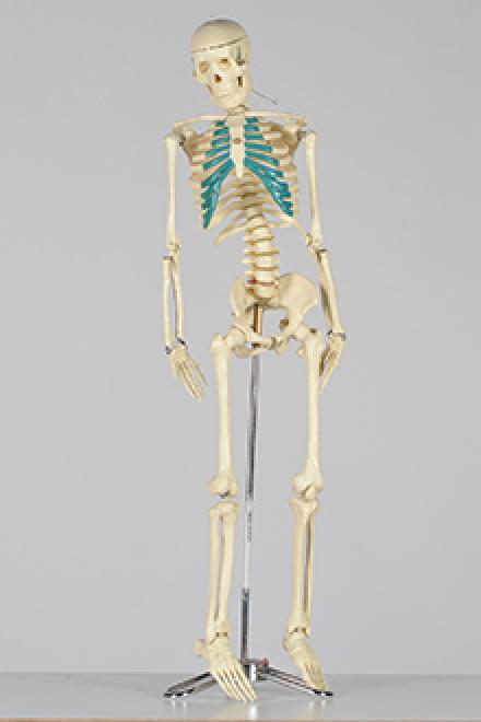 Skeleton model