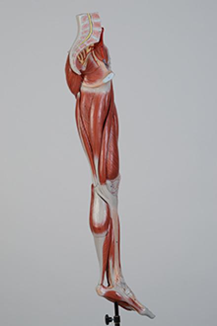 leg muscle model