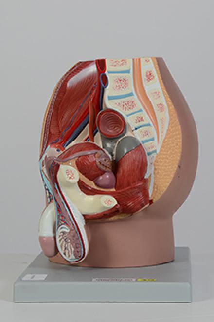 Male pelvis model