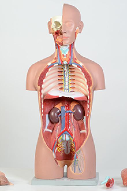Torso model #2