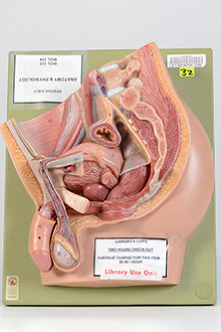 Male pelvis model
