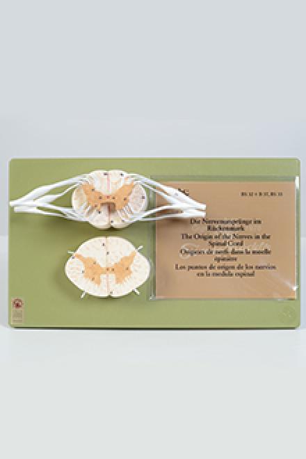 Spinal cord cross section model