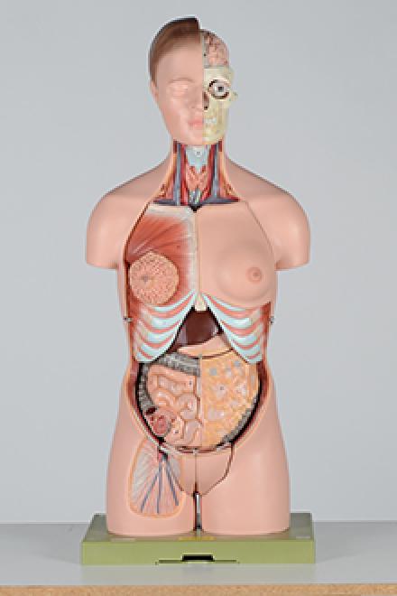Torso model #3