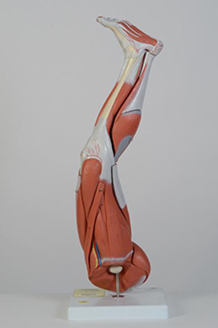leg muscle model