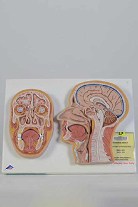 Head cross section model