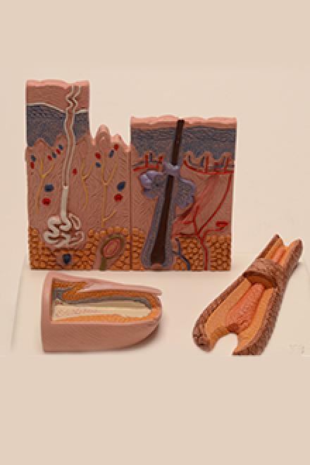 Hair Follicle Model