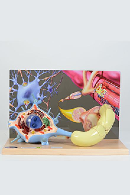 motor neuron model