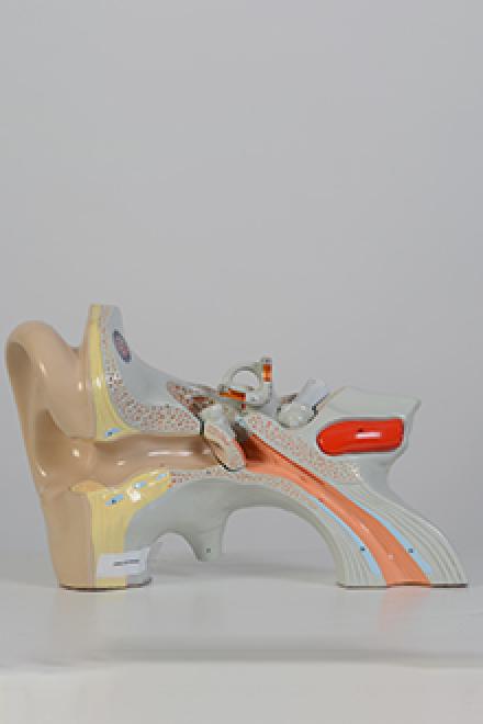 Ear Model
