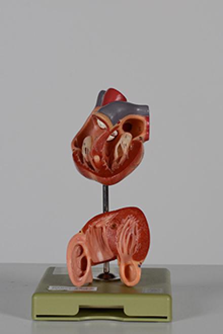 Heart model