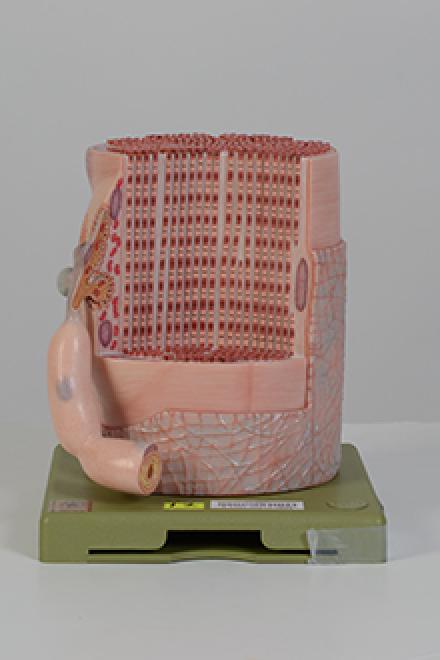 muscle fiber model