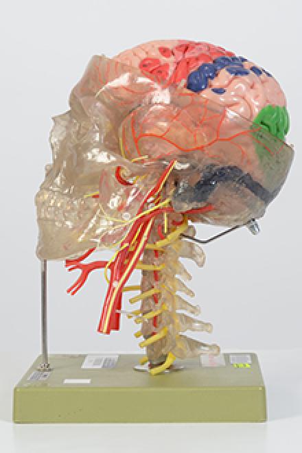 Transparent skull model