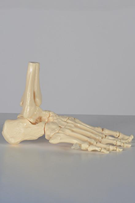 Skeleton - right foot model