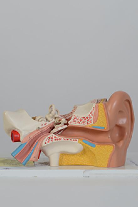 Ear model