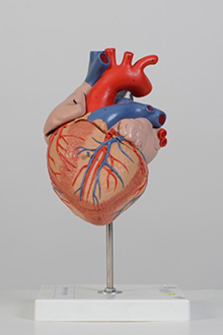 Heart model