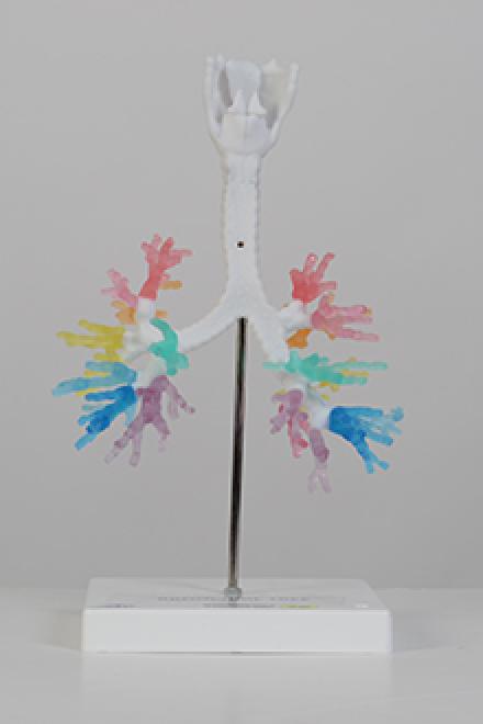 Lung Bronchial model