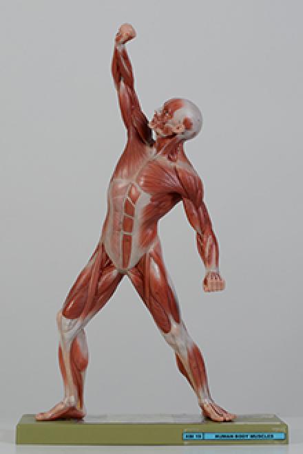 muscle man model