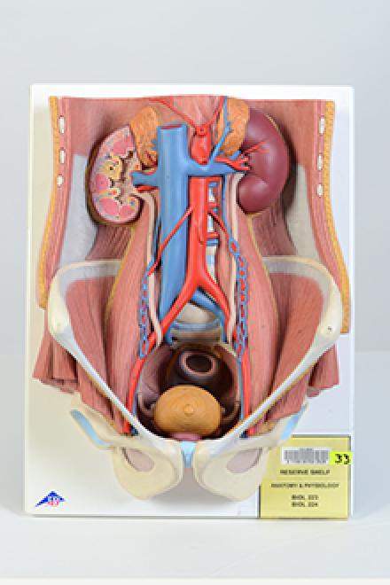Urinary system model
