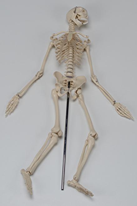 Small skeleton model
