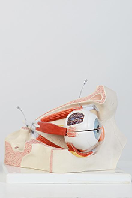 Eye model