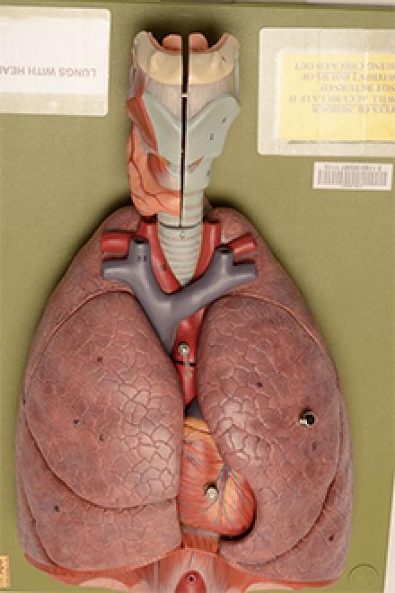 lung model