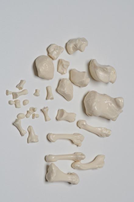 Left Upper Part of the Ilium with Foot and Patella