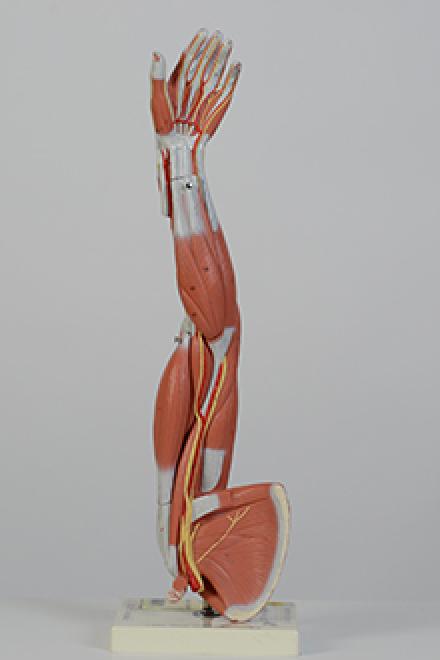 arm muscle model