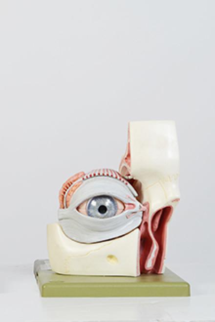 Eye model