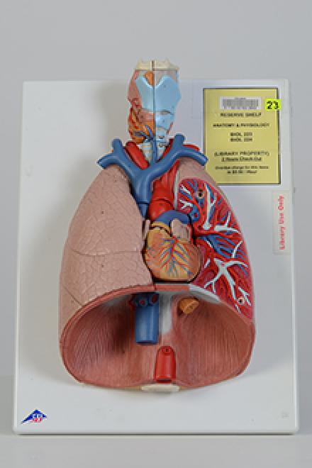 lung model