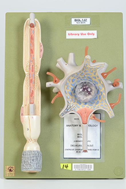 neuron model