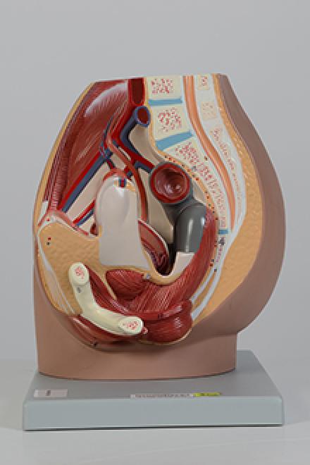Female pelvis model