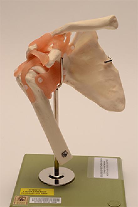 shoulder joint model