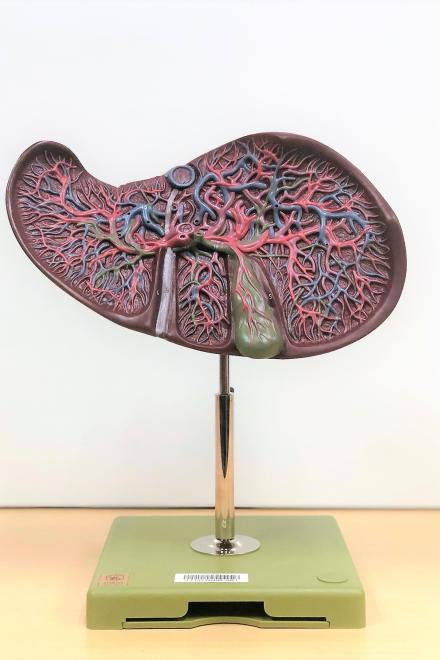 Blood Vessel System of Liver